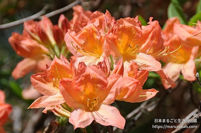 レンゲツツジ（花）の写真