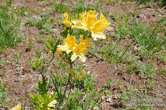 レンゲツツジ（花）の写真