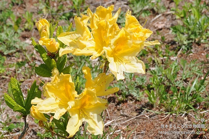 レンゲツツジ（花）の写真