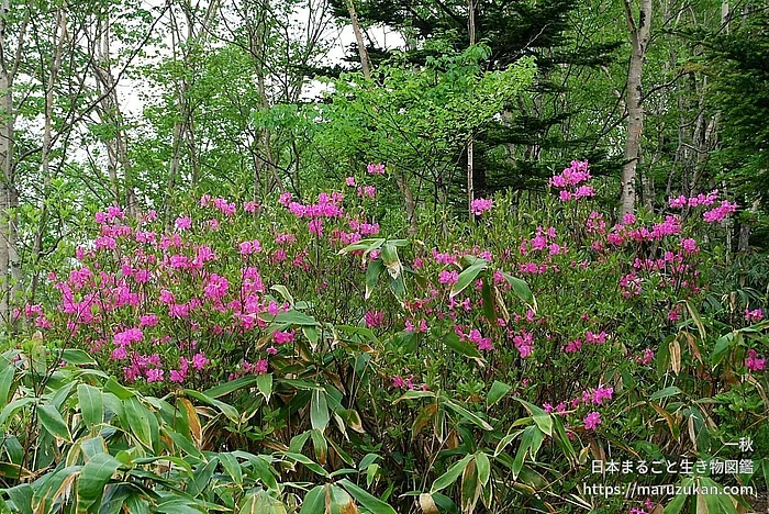 ムラサキヤシオツツジ（花）の写真