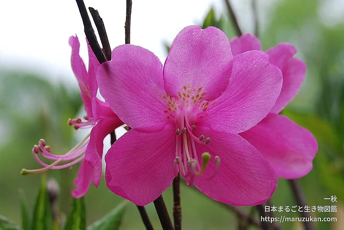 ムラサキヤシオツツジ（花）の写真