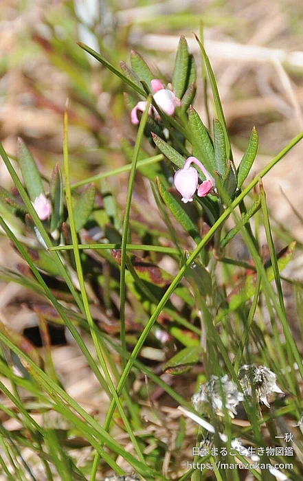 ヒメシャクナゲ（花）の写真