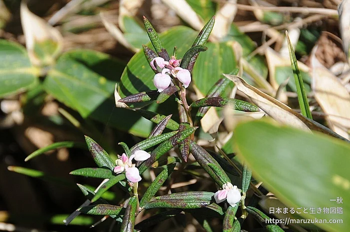 ヒメシャクナゲ（花）の写真