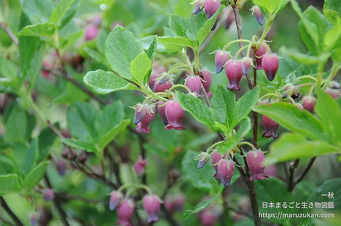 ウラジロヨウラク（花）の写真
