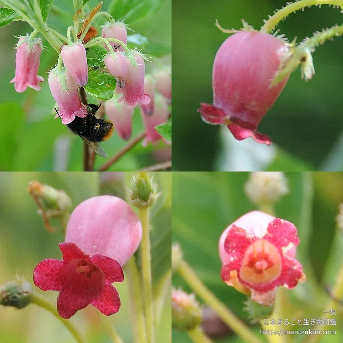 ウラジロヨウラク（花）の写真
