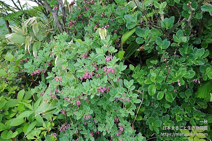 ウラジロヨウラク（花）の写真