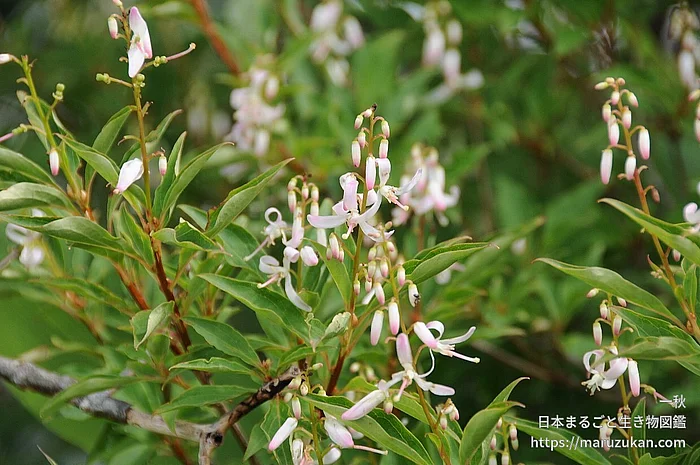ホツツジ（花）の写真