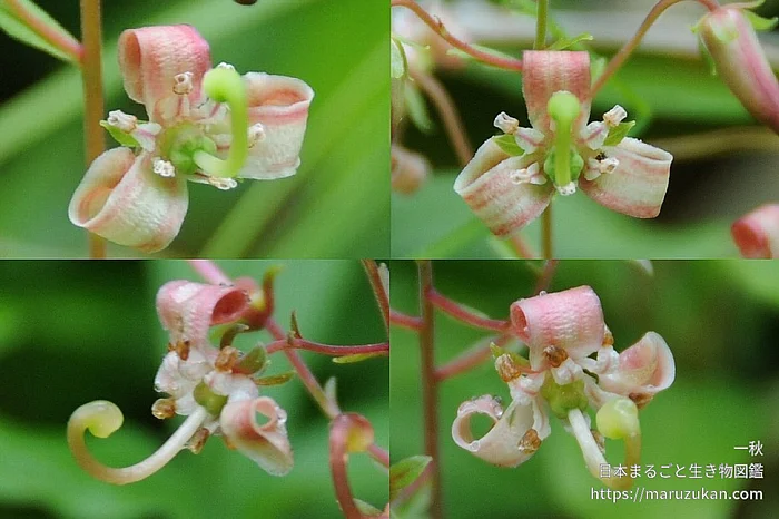 ミヤマホツツジ（花）の写真