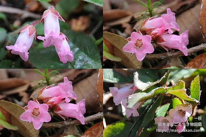 イワナシ（花）の写真