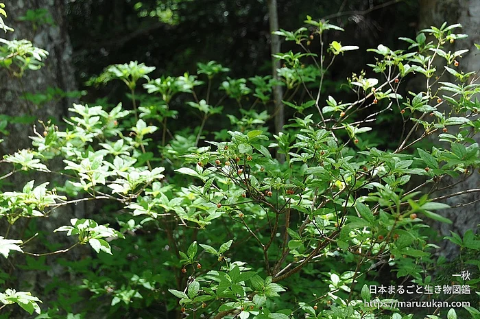 コヨウラクツツジ（花）の写真