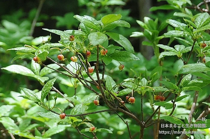 コヨウラクツツジ（花）の写真