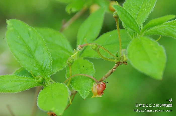 コヨウラクツツジ（花）の写真