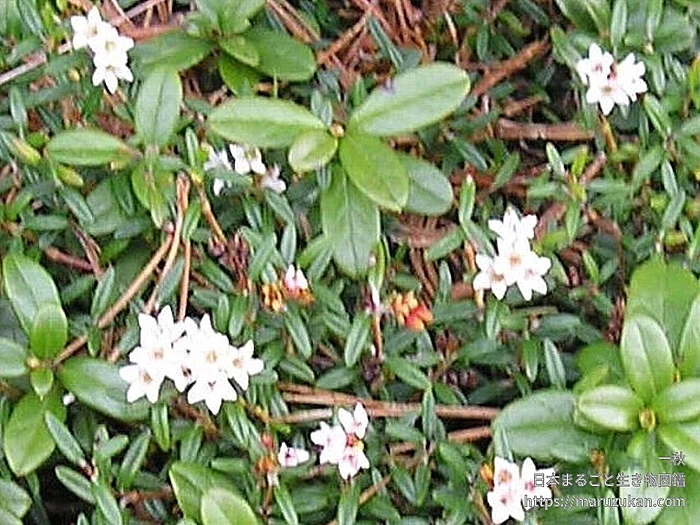 ミネズオウ（花）の写真