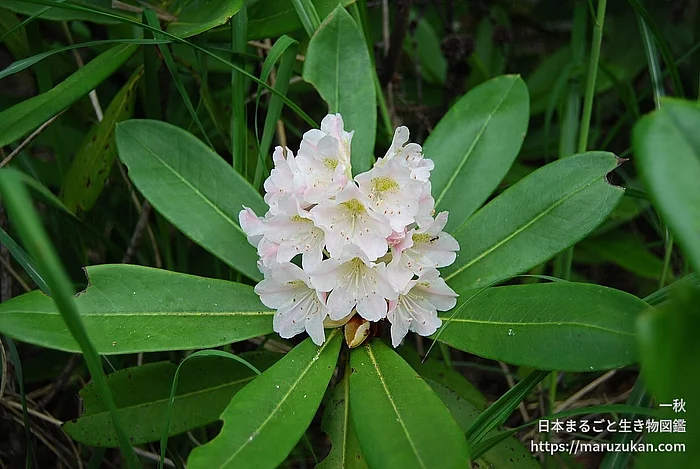 ハクサンシャクナゲ（花）の写真