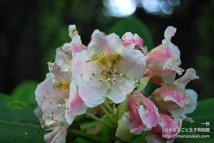 ハクサンシャクナゲ（花）の写真
