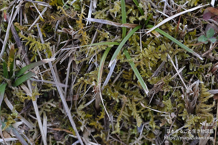 フサゴケ