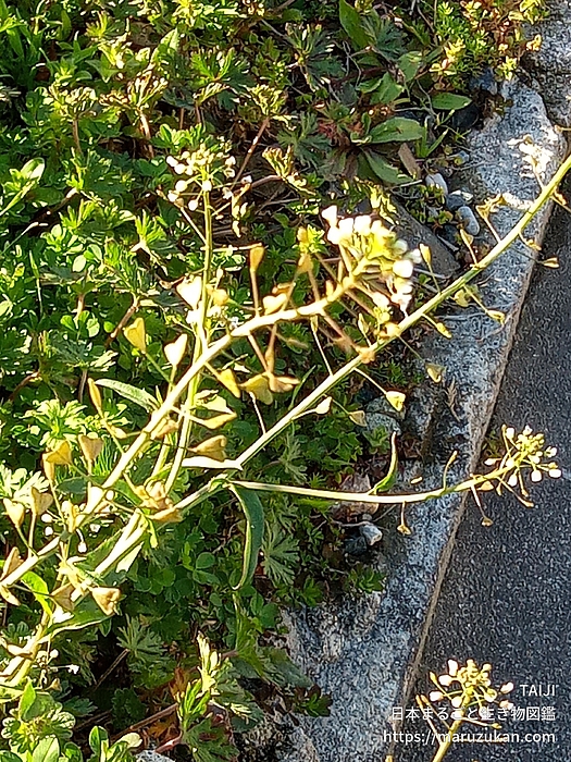 ナズナ