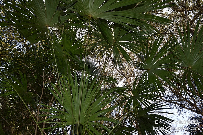 トウジュロ