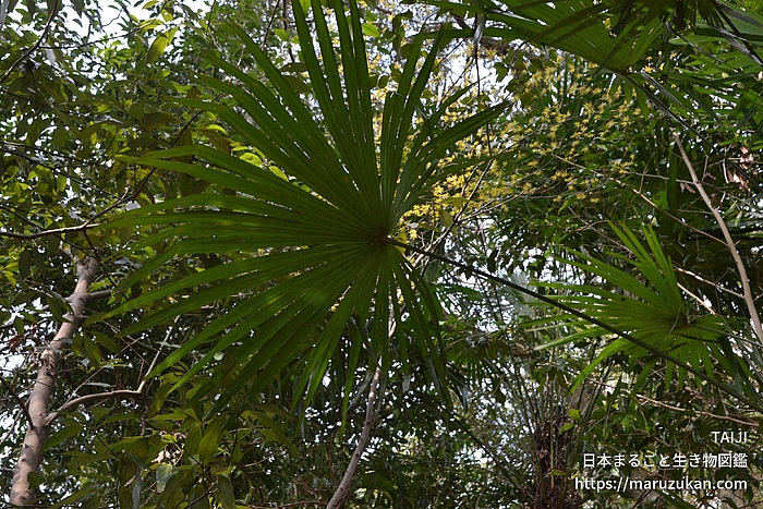 トウジュロ