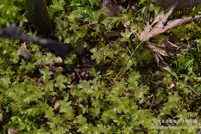ハリガネゴケ