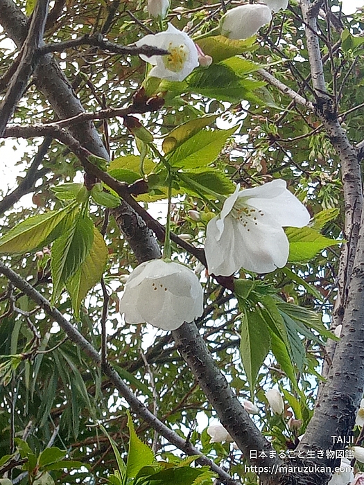 オオシマザクラ