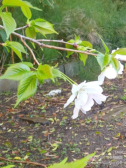 オオシマザクラ