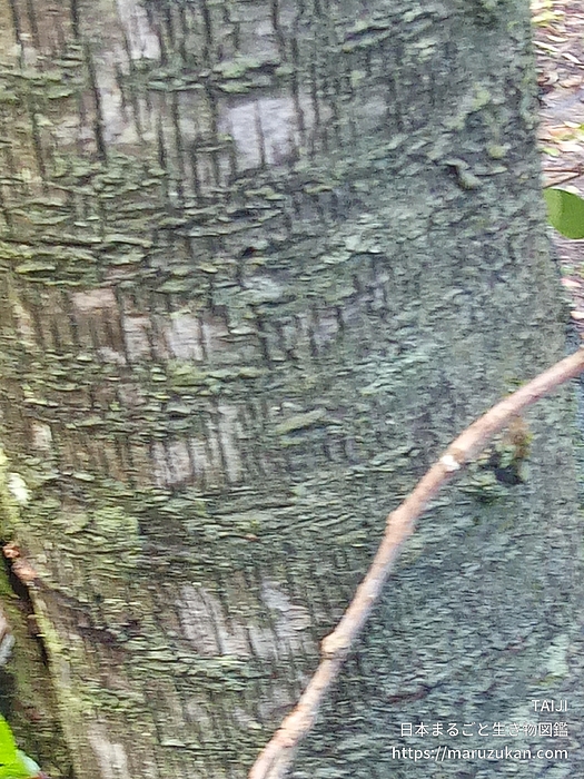 オオシマザクラ