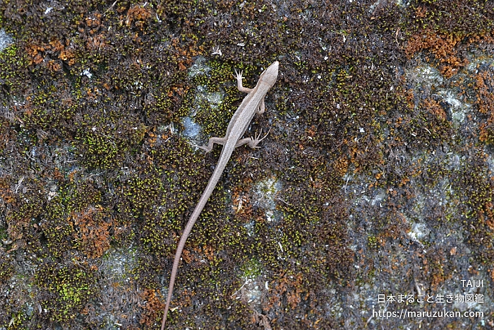 ニホンカナヘビ