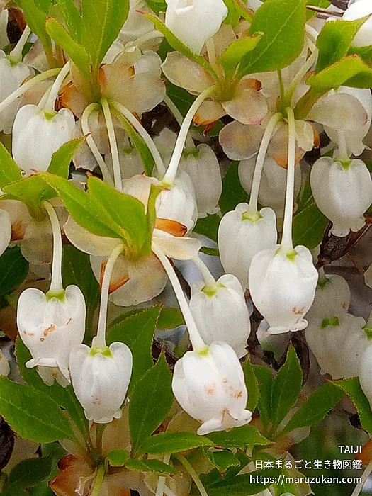 ドウダンツツジ（花）の写真