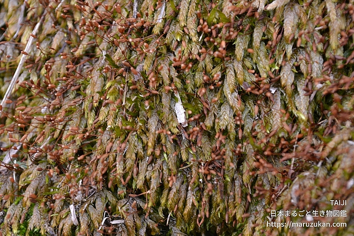 ヒロハツヤゴケ