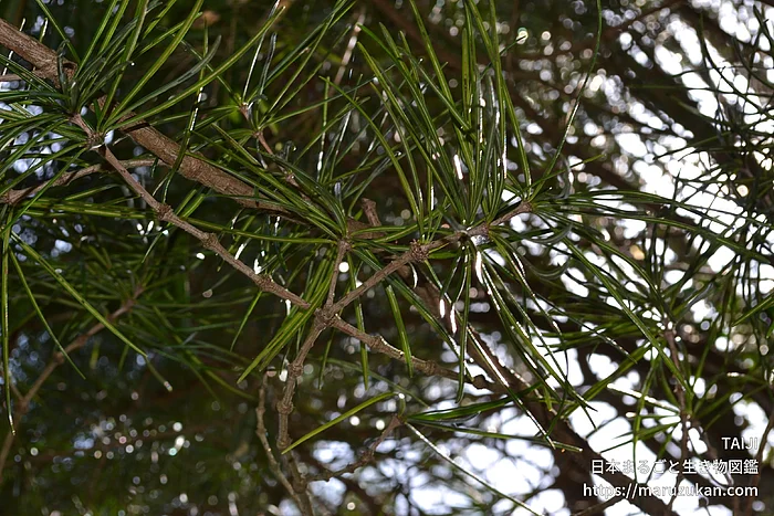 コウヤマキ（花・実以外）の写真