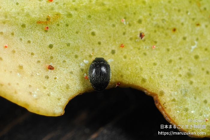 ハダニクロヒメテントウ