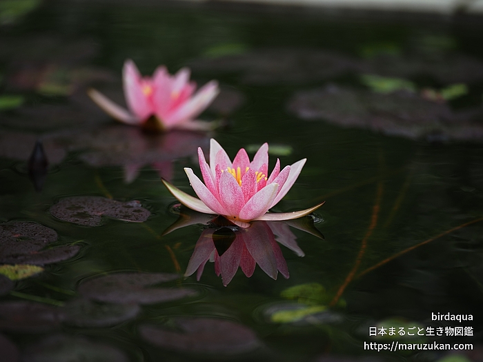 ジョアンナ･プリング