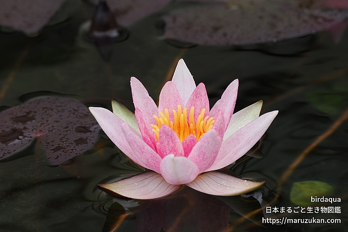 ジョアンナ･プリング