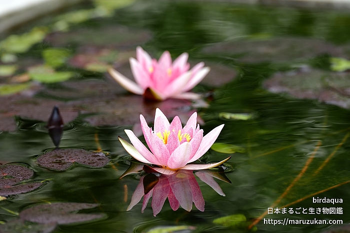 ジョアンナ･プリング