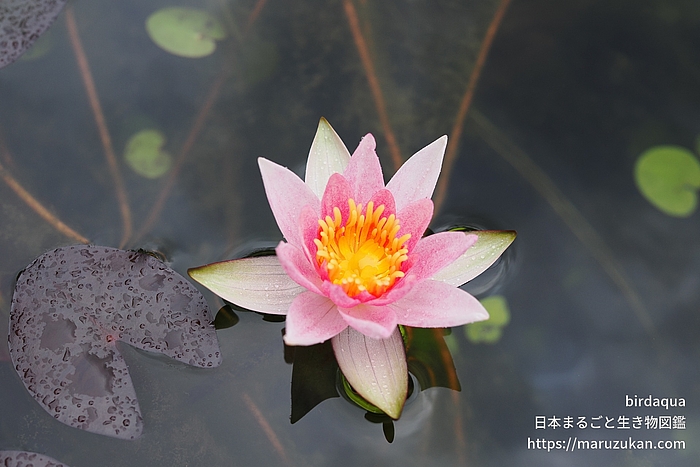 ジョアンナ･プリング