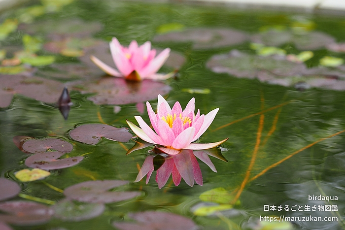 ジョアンナ･プリング