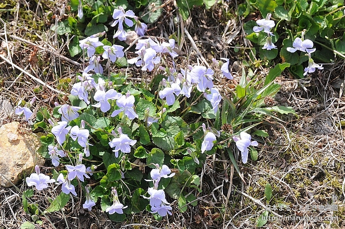 タチツボスミレ