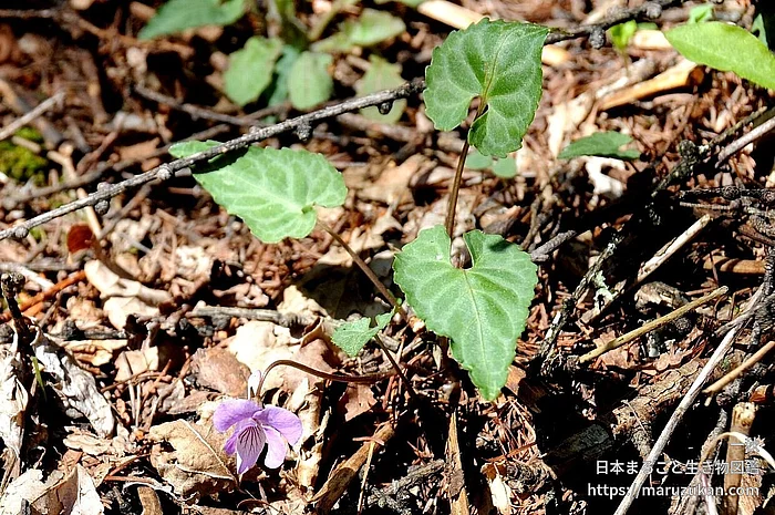 ヒナスミレ（花）の写真
