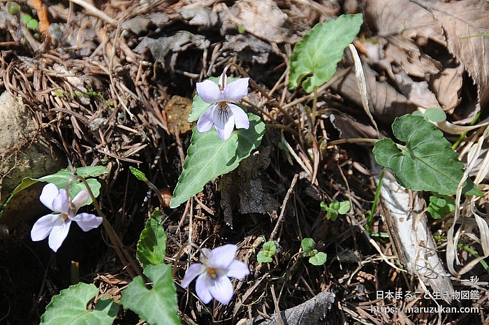 ヒナスミレ
