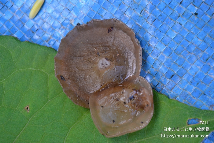 タマキクラゲ