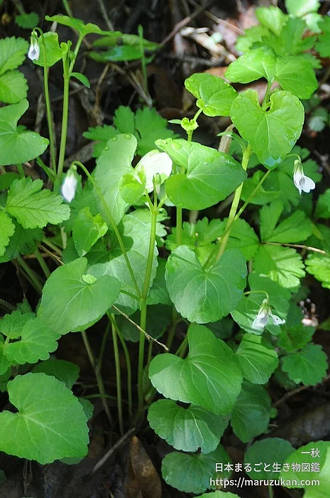 ツボスミレ（花）の写真