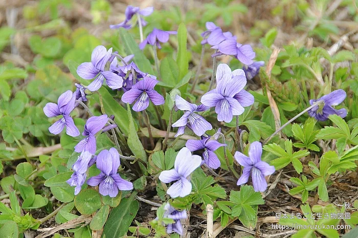 ノジスミレ（花）の写真