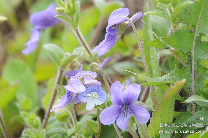 ノジスミレ（花）の写真