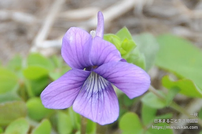 ノジスミレ（花）の写真