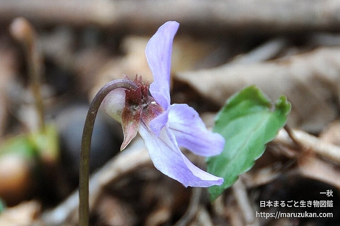 ナガバノスミレサイシン