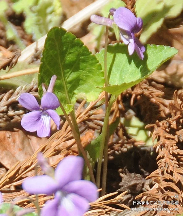 オカスミレ（花）の写真