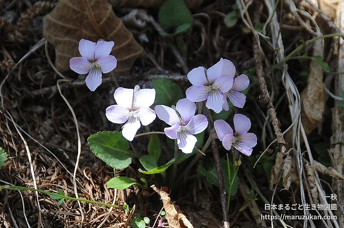 ウスアカネスミレ（花）の写真