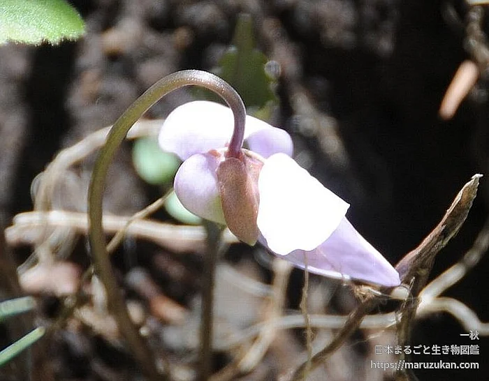 アケボノスミレ（花）の写真