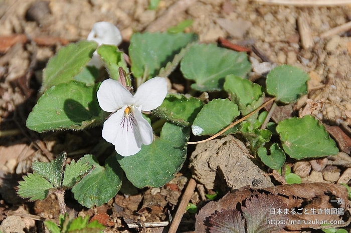 ヒゲケマルバスミレ